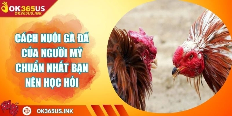 Cách Nuôi Gà Đá Của Người Mỹ Chuẩn Nhất Bạn Nên Học Hỏi
