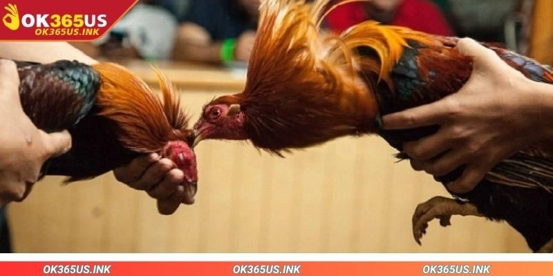 Đa dạng kèo cược từ cơ bản đến nâng cao cho người chơi