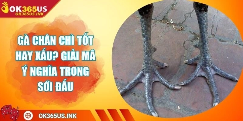 Gà Chân Chì Tốt Hay Xấu? Giải Mã Ý Nghĩa Trong Sới Đấu