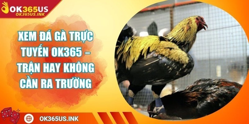 Xem Đá Gà Trực Tuyến OK365 – Trận Hay Không Cần Ra Trường